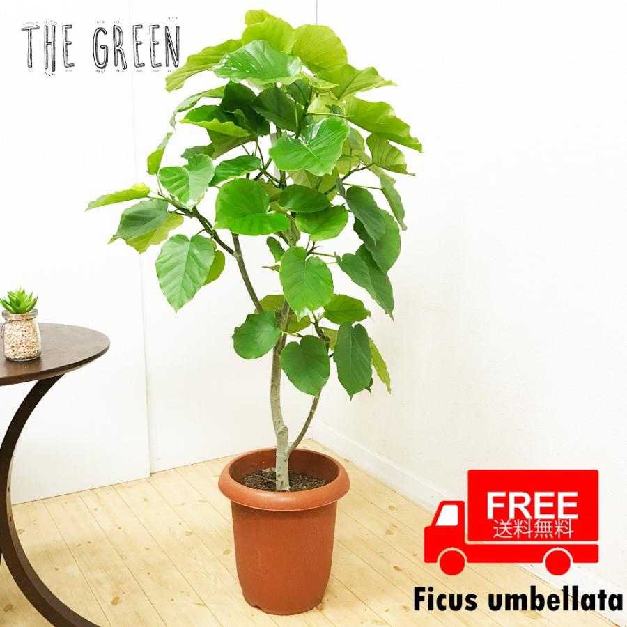 送料無料 フィカス ウンベラータ ゴムの木 8号 観葉植物 8号鉢 中型 大型 Unbe8no 観葉植物専門店the Green 通販 Yahoo ショッピング