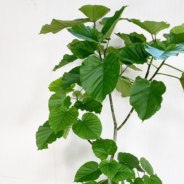 フィカス ウンベラータ ゴムの木 10号 法人・お店宛送料無料 観葉植物