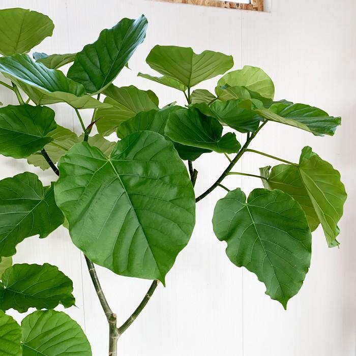 フィカス ウンベラータ ゴムの木 10号 法人・お店宛送料無料 観葉植物