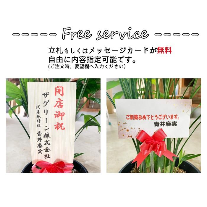 フィカス ウンベラータ ゴムの木 10号 法人・お店宛送料無料 観葉植物 