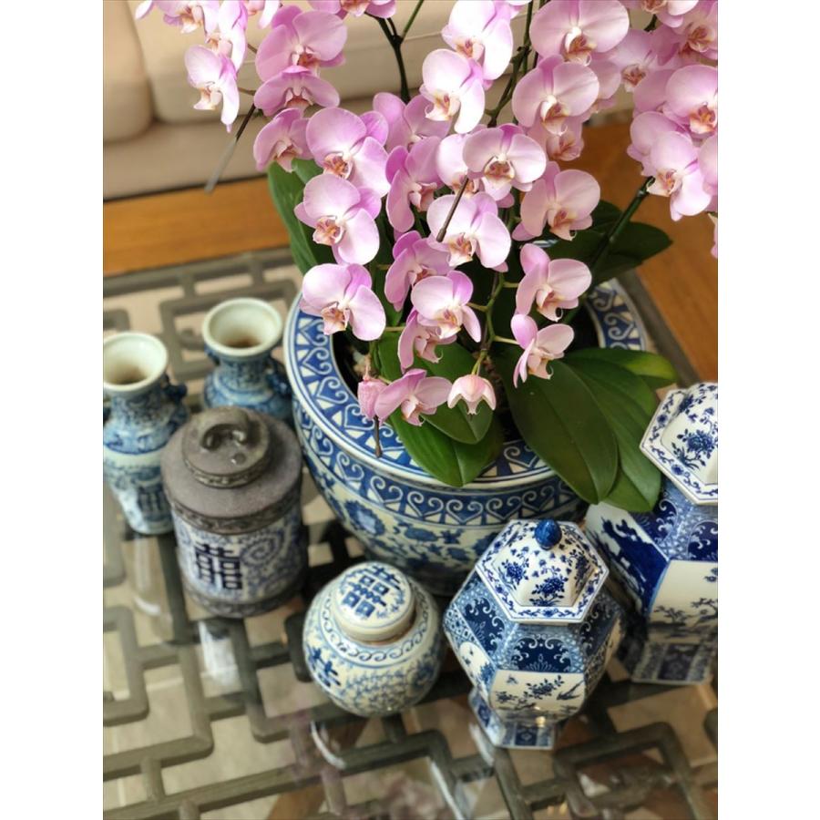 THE-SECRET-GARDEN シノワズリ 景徳鎮 ジンジャー ダブル