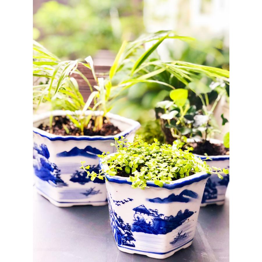 THE-SECRET-GARDEN シノワズリ プランター 3セット 青白陶器 THE-SECRET-GARDEN シノワズリ プランター 3セット 青白陶器