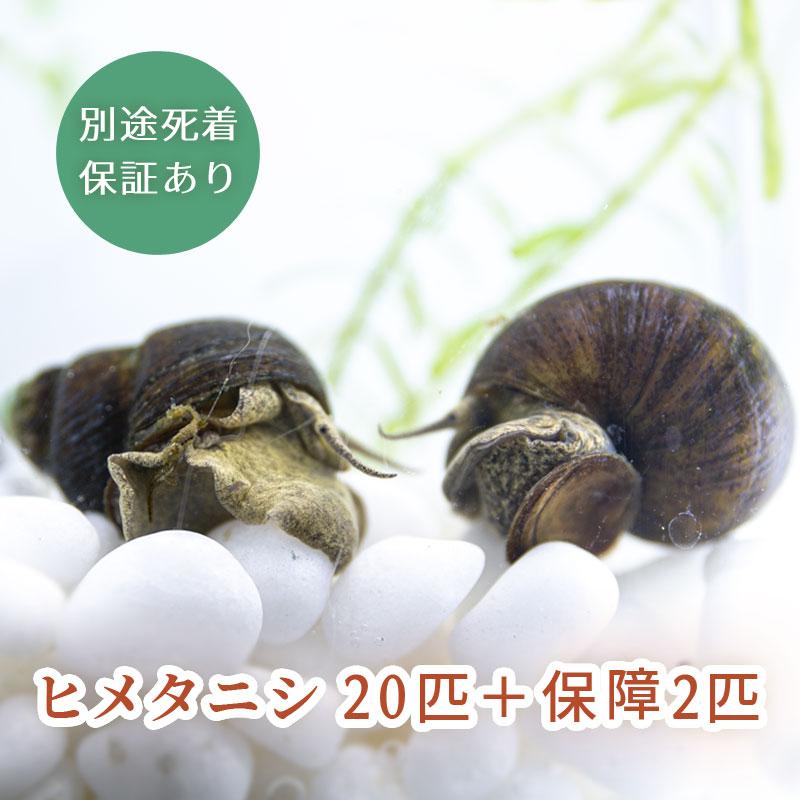 (生体) ヒメタニシ 20匹＋保障2匹 合計22匹 : THE SELECT - 通販 - Yahoo!ショッピング