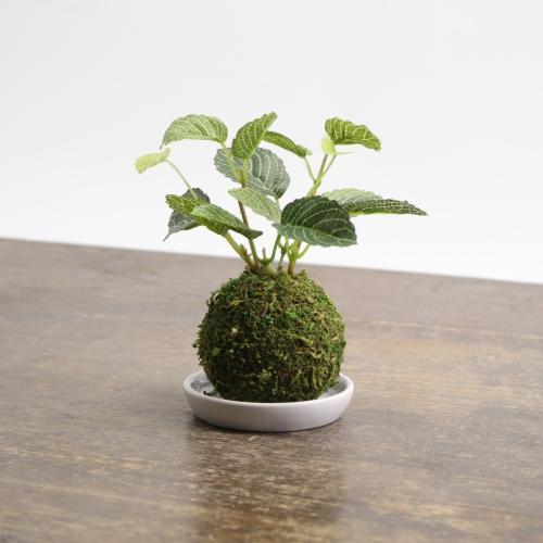 Ct触媒 盆栽 苔玉 フェイクグリーン 観葉植物 消臭 抗菌 防汚 おしゃれ 和盆栽 和風 インテリア 卓上 Ks060 雑貨屋リエット 通販 Yahoo ショッピング