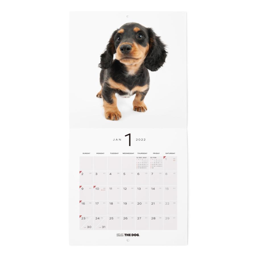 インテリア  令和3年 動物 犬  いぬ ドッグ アニマル  中古 2021年 壁掛け  カレンダー ダックスフンド スケジュール