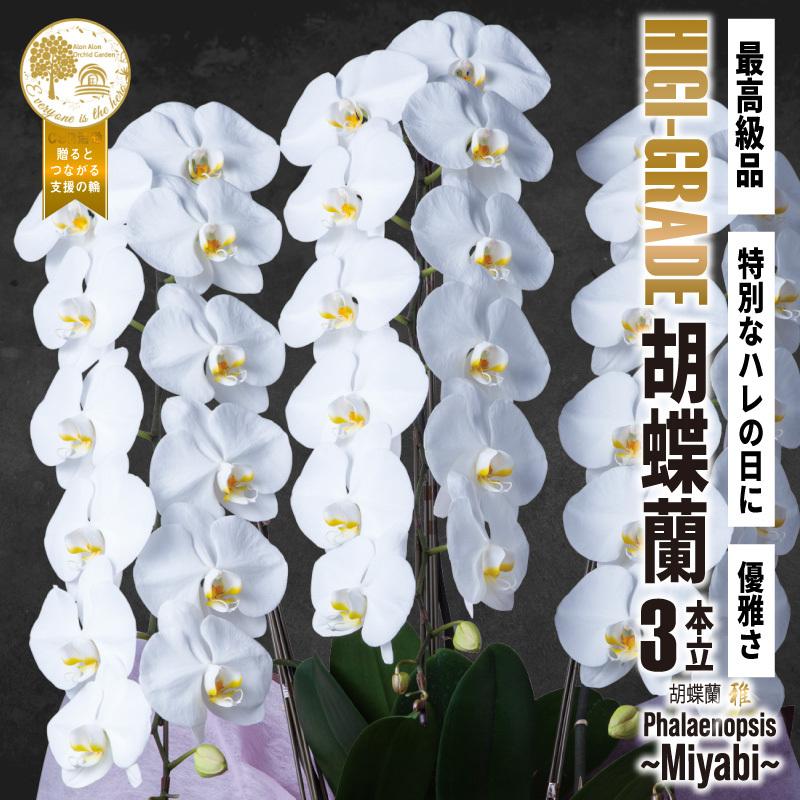 胡蝶蘭 雅 最高級品 3本立 ハイグレードタイプ 白 お祝い ギフト プレゼント こちょうらん 雅 花 誕生日 開店祝い 開業祝い 移転祝い 還暦 Kran High3 White カラコン 通販 ザラボオンライン 通販 Yahoo ショッピング