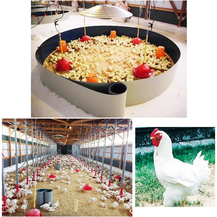 国産銘柄鶏】錦爽どりのささみ (きんそうどり) 1kg チキン 大容量 国産