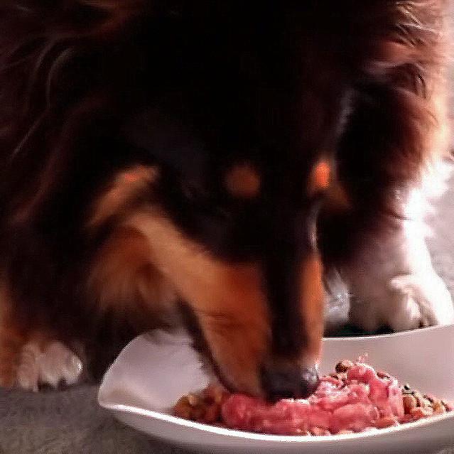ポイント消化 カンガルーミンチ小分け（お試しサイズ4食分・45ｇｘ4ｐｃ） （生肉ドッグフード）The Pet Deli(ザ・ペットデリ) |  | 05