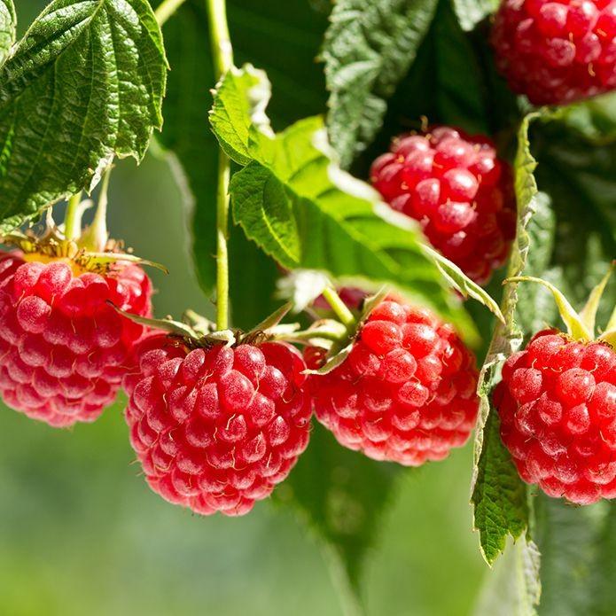 無添加 保存料不使用 冷凍 ラズベリー セルビア産 1kg 冷凍フルーツ デザート 木苺 キイチゴ フランボワーズ 業務用 Org051 ミートガイ 通販 Yahoo ショッピング