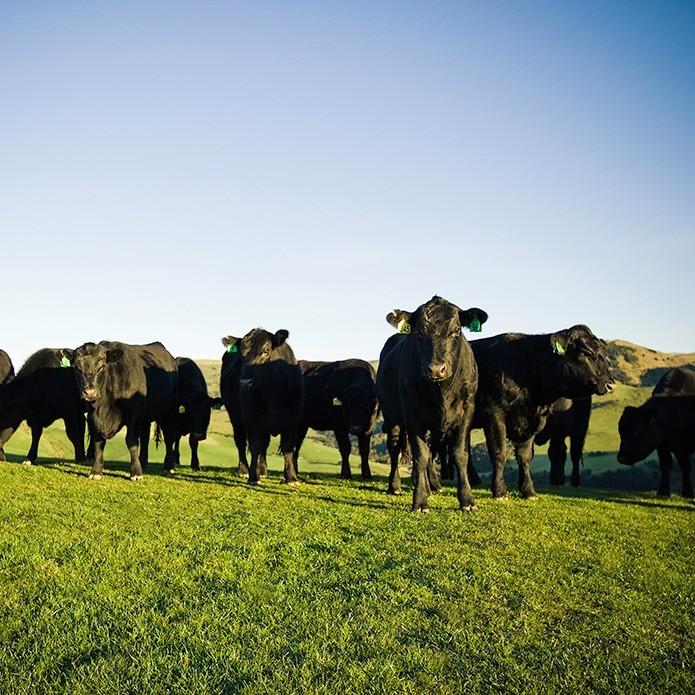 【送料無料】ニュージーランド産 グラスフェッドビーフ リブロースステーキ 270g×5枚(約1.35kg)セット バーベキュー BBQ キャンプ |  | 07