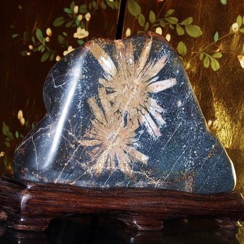 theory xyz 菊花石 岐阜県根尾産 純国産 磨き石 大型 : theory xyz