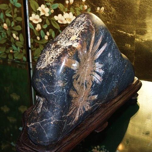 theory xyz 菊花石 岐阜県根尾産 純国産 磨き石 大型 : theory xyz