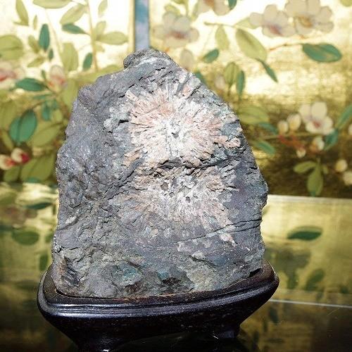 theory xyz 菊花石 岐阜県根尾産 純国産 サバ菊 ミニ : theory xyz