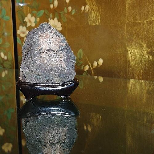 theory xyz 菊花石 岐阜県根尾産 純国産 サバ菊 ミニ : theory