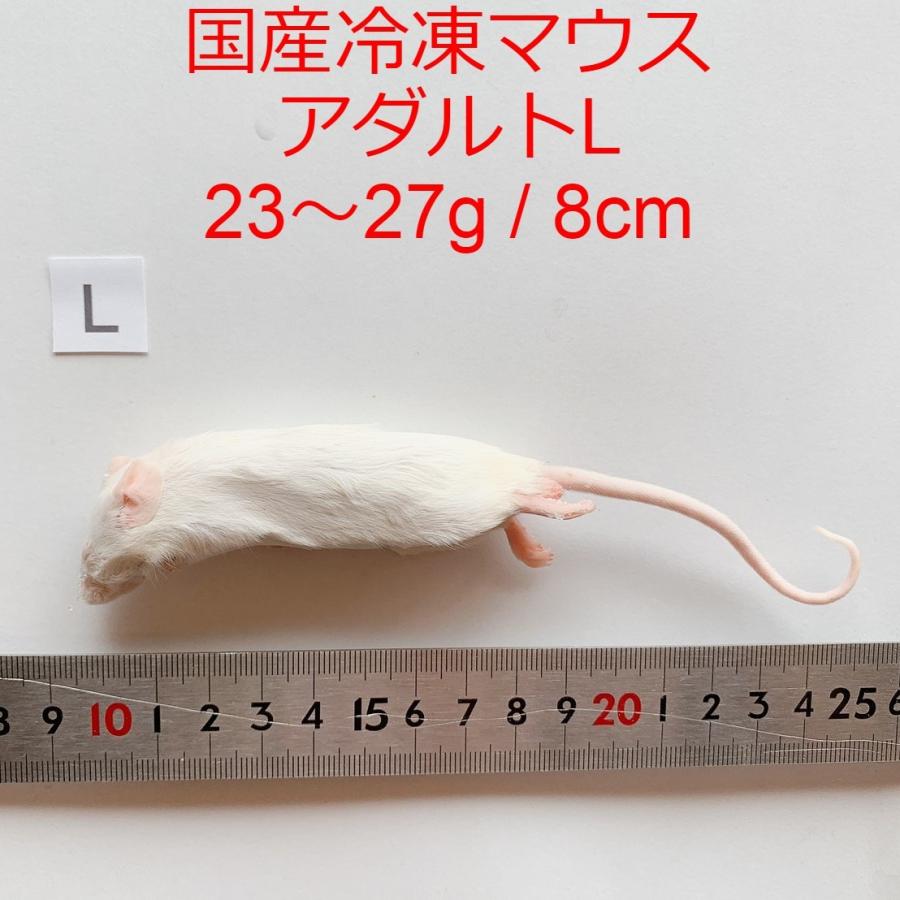 たしろ屋 国産 冷凍マウス アダルトL 10匹 - 通販 - www.worldjumping