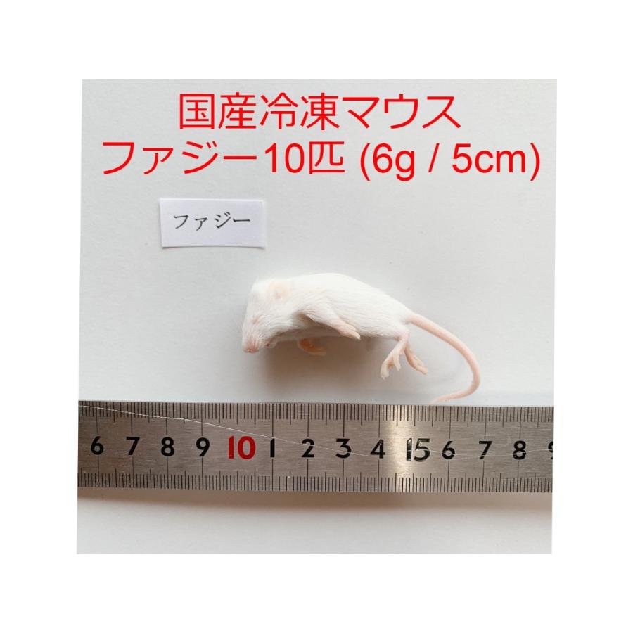 冷凍アダルトLマウス (60匹)約8.0cm 匹 エサ 大型魚の肉食ペット用