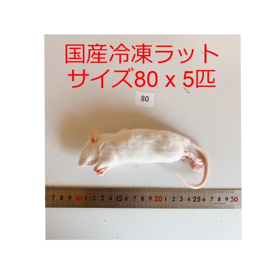 冷凍ラット SM30匹 - 通販 - olgapuri.org