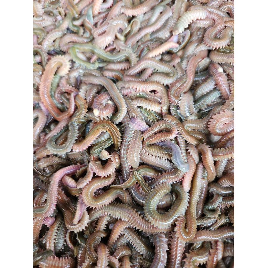 青イソメ　アオイソメ　300ｇ　太め【生き餌】輸入・養殖【ノークレーム・ノーリターン】 | 