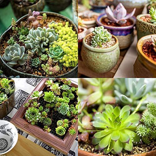 Rosi Home 人工観葉植物 人工多肉植物 フェイクグリーン 24点セット 造花 植木鉢なし 寄せ植え 可愛い 偽盆栽 インテリア 装飾用 水やり S Three Pieces 通販 Yahoo ショッピング