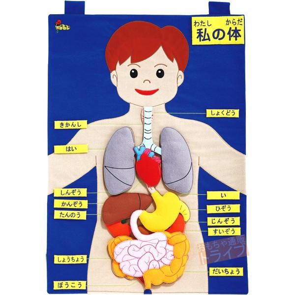 フェルト教材 からだのしくみ2 MY BODY 50×70cm 146039 ラッピング不可 | 