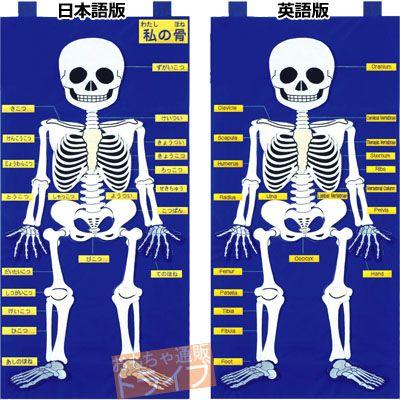 フェルト教材 ほねのしくみ MY SKELETON 50×100cm 145032 日本語版 ラッピング不可 | 