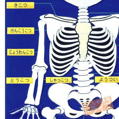 フェルト教材 ほねのしくみ MY SKELETON 50×100cm 145032 日本語版 ラッピング不可 |  | 01