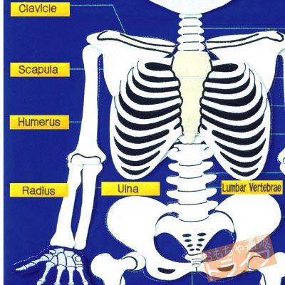 フェルト教材 ほねのしくみ MY SKELETON 50×100cm 145032 日本語版 ラッピング不可 |  | 02