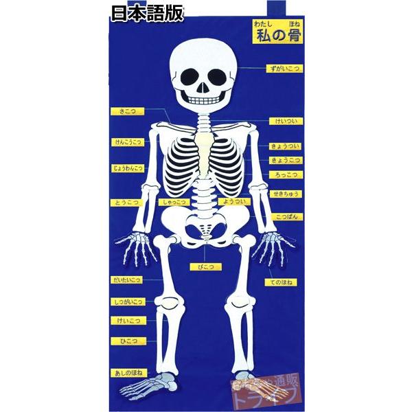 フェルト教材 ほねのしくみ MY SKELETON 50×100cm 145032 日本語版 ラッピング不可 |  | 03