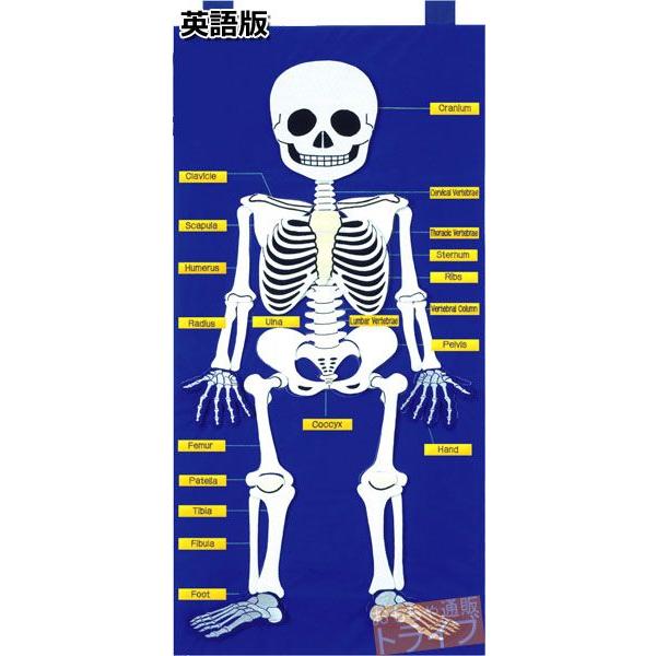 フェルト教材 ほねのしくみ MY SKELETON 50×100cm 145032 日本語版 ラッピング不可 |  | 04