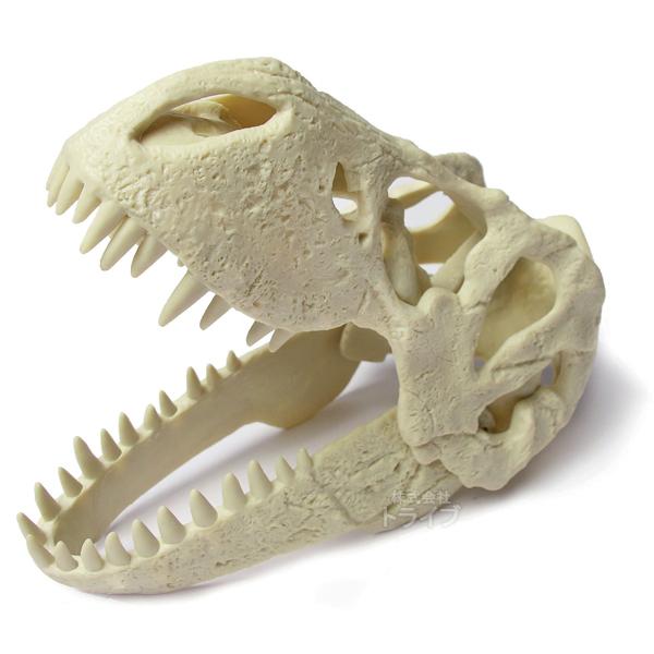 ティラノサウルス 頭部 化石　模型 頭蓋骨発掘セット ティラノサウルス 本物の化石付き 骨格模型 ED-236K