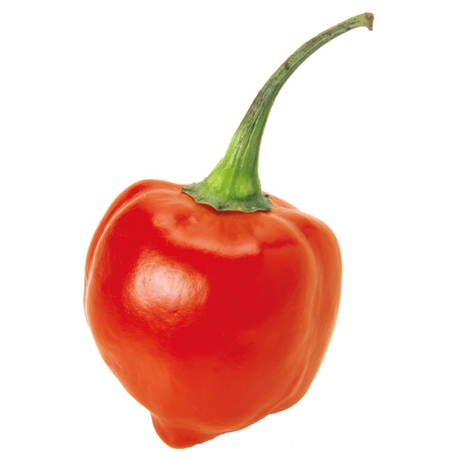 Ti Amo 育てるカプセル トウガラシ プチギフト ウエディング 結婚式 栽培セット ハバネロ 島唐辛子 鷹の爪 韓国唐辛子 ハラペーニョ Puc013 ティアーモ 通販 Yahoo ショッピング