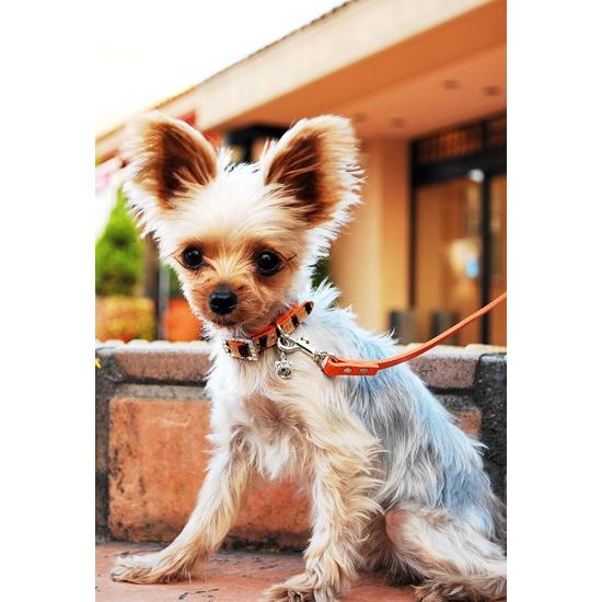 プエルト PUERTO ハラコカラー&リード ゼブラ×オレンジ サイズ1 小型犬 犬用 カラー 首輪 リード セレブ 送料無料