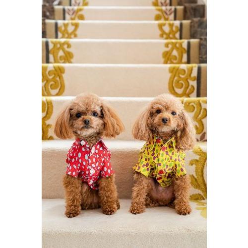 プエルト PUERTO ビーンズ半袖シャツ RD 3h/4 小型犬 犬服 ウエア トップス シャツ セレブ 送料無料の画像