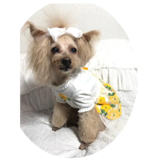 アキュミリア accu milia ボレロ風バフスリーブグローラメワンピ XS/SS  小型犬 犬服 ウエア ワンピース ドレス セレブ 送料無料の画像