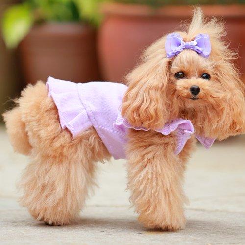 ゴッドピヴァ GODPIVA organic cottonスカラップワンピース 小型犬 犬服 ウエア ワンピース ニット セーター セレブ 送料無料の画像