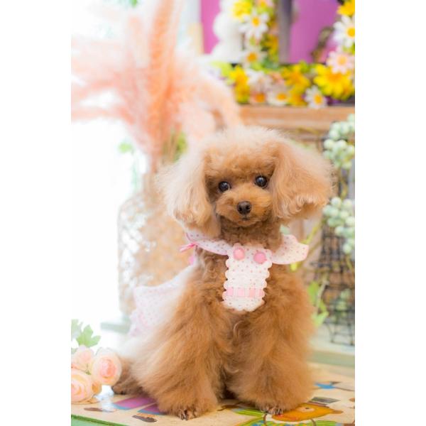 ブルブブ BUL BU-BU Dots O/P  XXS/XS  小型犬 犬服 ウエア ワンピース ドレス セレブ 送料無料の画像