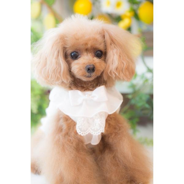 bul bu-bu ブルブブ フリル付き インナーパンツ ホワイト犬服 小型犬用