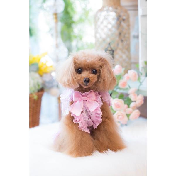 ブルブブ BUL BU-BU 総レースキャミ XXS/XS 小型犬 犬服 トップス キャミソール セレブの画像