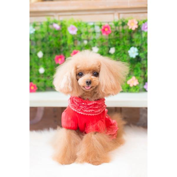 ブルブブ BUL BU-BU ハートリボンフリルハイネックTee SSS・SS・SSL・S 小型犬 犬服 トップス Tシャツ ハイネック セレブの画像