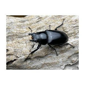 大型：♂111mm♀52.8mm】ギラファノコギリクワガタ【フローレス島