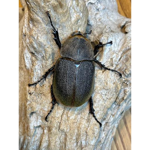 ヘラクレスオオカブト（ヘラクレスヘラクレス） 成虫ペア（♂119mm