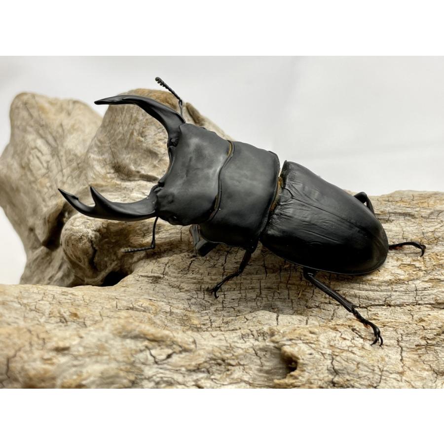 オオクワガタ久留米大型血統幼虫2匹④プレミアムライン