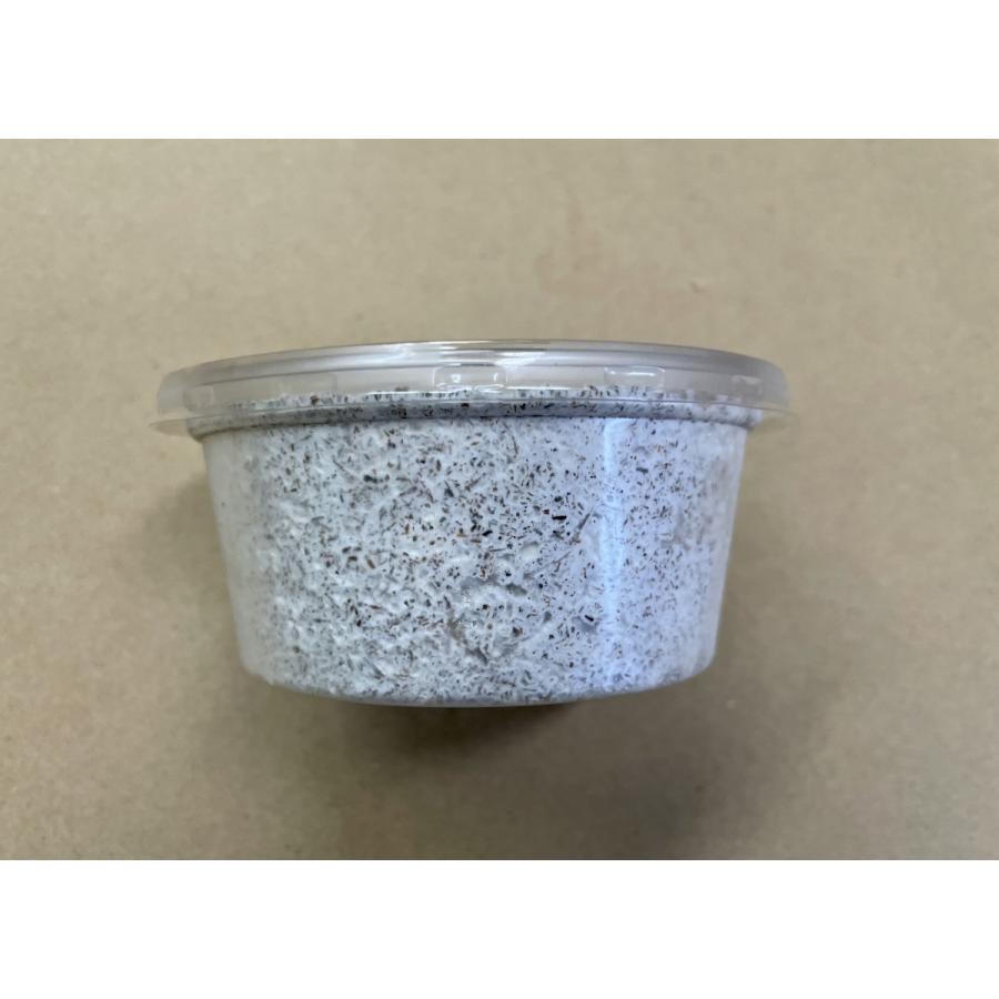 神長きのこ園【S8カンタケ：プリンカップ200cc 10個】オオクワガタの