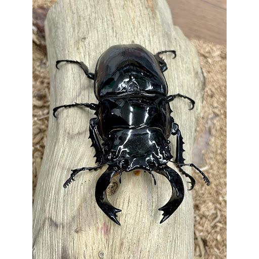即ブリード可 タランドゥスオオツヤクワガタ 成虫ペア