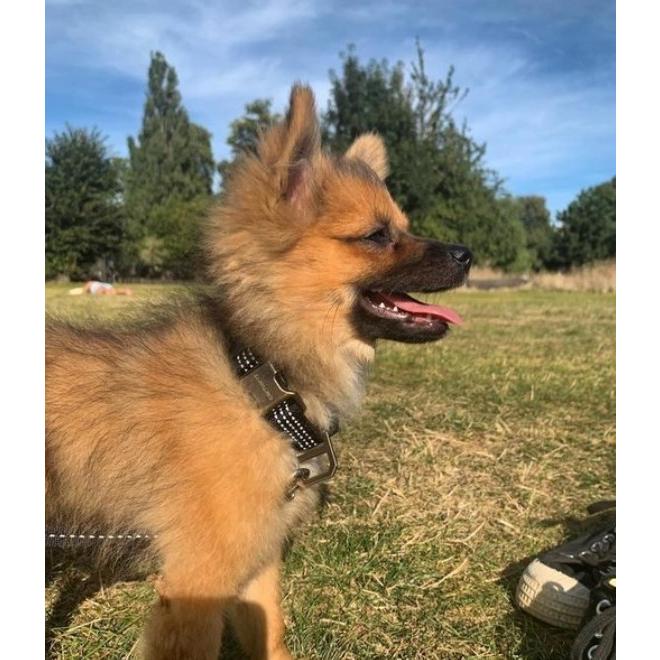 USカーハート ドッグ カラー 首輪 CARHARTT TRADESMAN COLLAR 送料無料