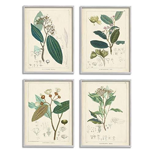 免税 価格 Stupell Industries ビンテージフローラル解剖学イラスト ラテン語 不明 アーティスト グレー フレームウォールアート 4ピース 各1 正規品です Razzaqassociates Com