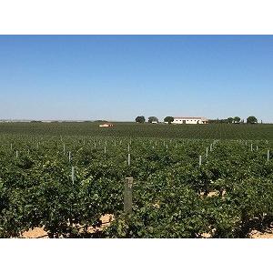 ラガスカ  ヴィオニエ 2023 LAGASCA／VIOGNIER |  | 02