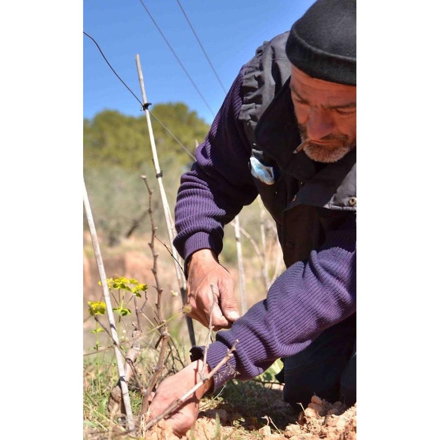 パルティーダ・クレウス ティント・ナトゥラル 2020　PARTIDA CREUS TN/TINTO NATURAL |  | 01