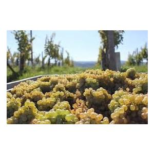 アンドレアス・ツエッペ　サラマンダー　（トカゲ）2019　ANDREAS TSCHEPPE |  | 02