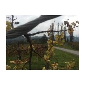 アンドレアス・ツエッペ　サラマンダー　（トカゲ）2019　ANDREAS TSCHEPPE |  | 03